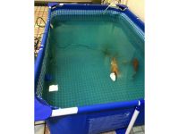 支架水池